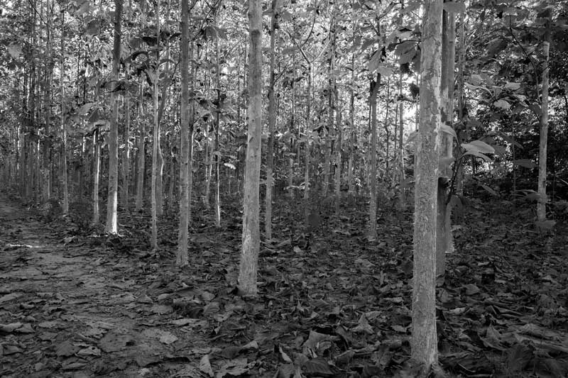 Integrated Solution for Rural Drinking Water Challenges - Afforestation in Dimapur district, Nagaland